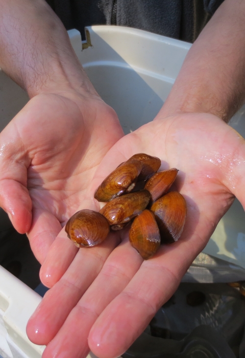 Seven yellow-brown mussels on a hand extended.