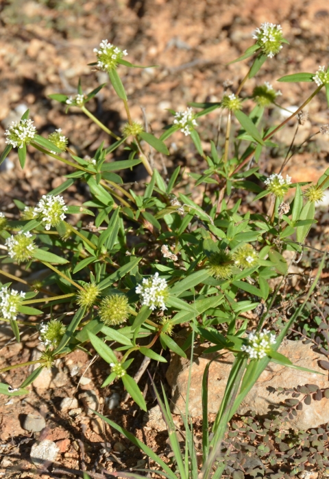 green plant with white blossoms