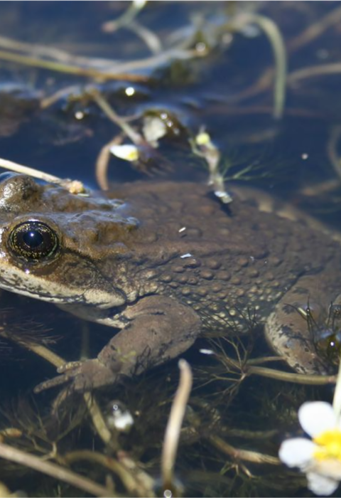 Columbia spotted frog in water. 