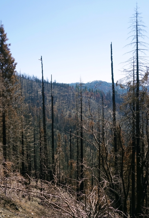 Burnt pine snags and down trees stand in the foreground with a mix of burned areas and living trees in the background mountain scape