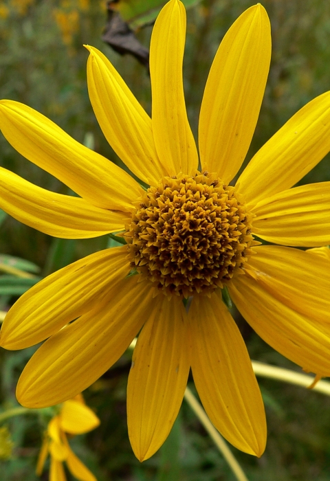 Close-up of a whorled sunflower in a field