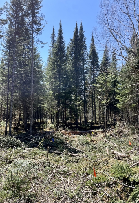 forest with woody debris sitting on the ground, and scattered colorful flags