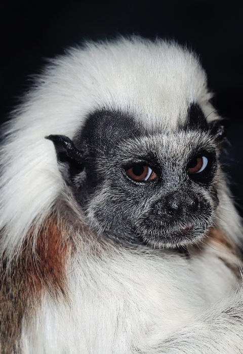 Cotton-top tamarin