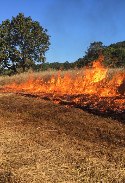 firefighters on edge of fire in field