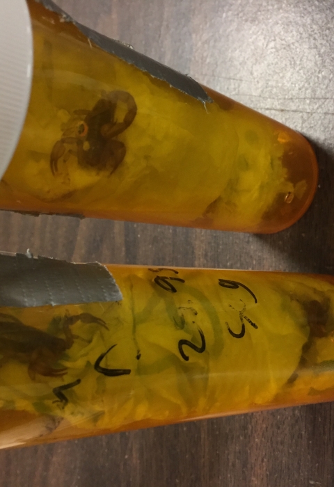 scorpions in bottles