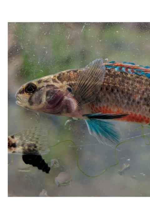 A close up of a watercress darter