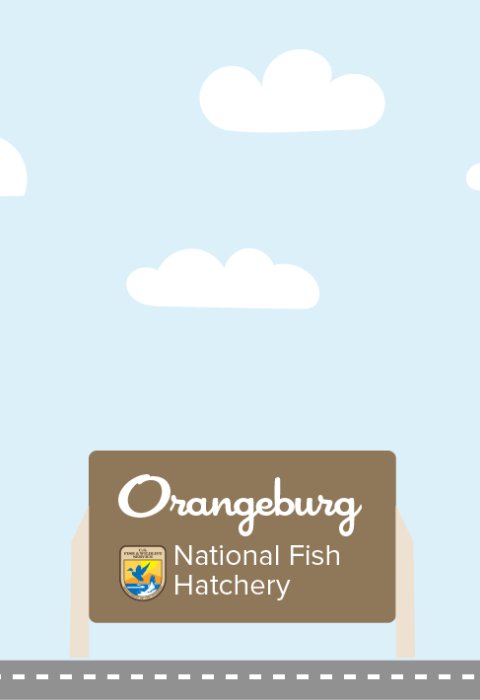 A graphic featuring a light blue sky with puffy clouds. At the bottom of the graphic, a fish drives a car along a road toward a sign that reads "Orangeburg National Fish Hatchery"
