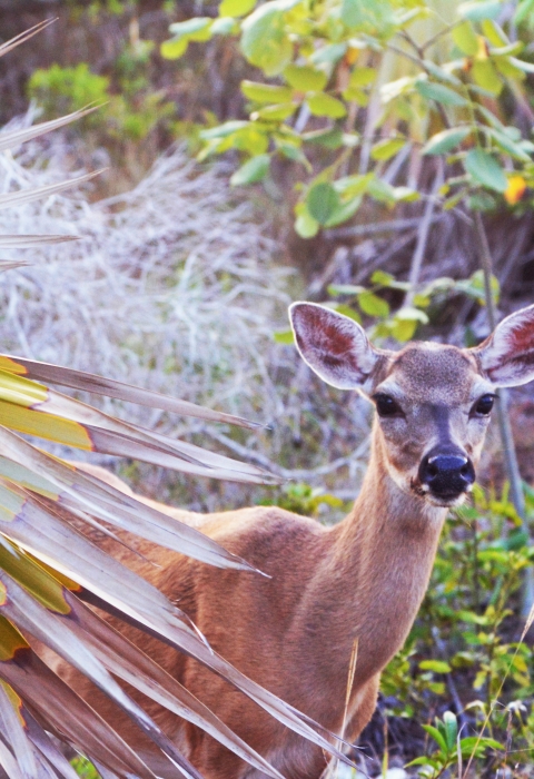 A Key deer looks around vegetation on Big Pine Key Florida.