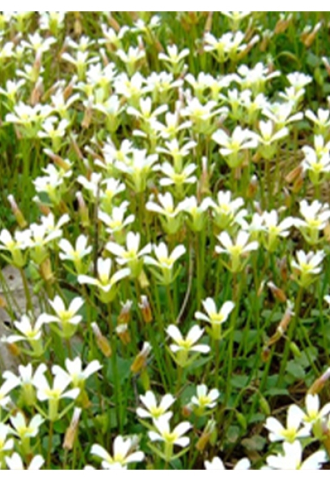 A field of Kentucky glade cress
