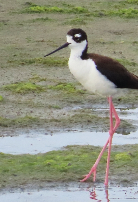 black & white tall bird on long pink legs standing in shallow water an d mud