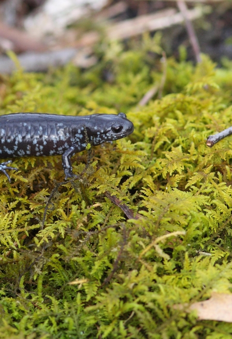 A black salamander with blue spots all along it's sides walking on moss