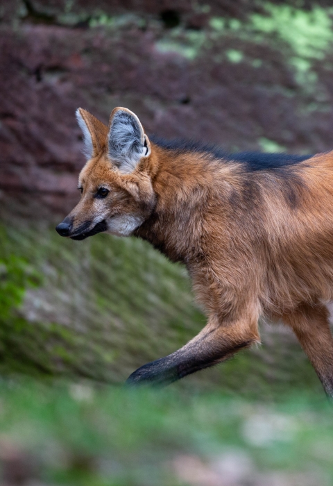 An auburn colored dog with sand colored pup