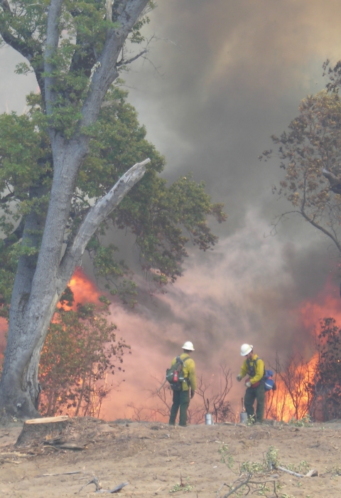 4 firefighters amid smoke, fire, trees
