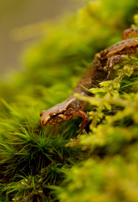 An orange salamander with black spots walking on moss