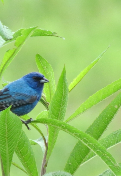 Indigo bunting perched on plant