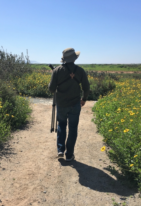 Adult wearing bucket hat and carrying a viewing scope walks on trail surrounded by yellow flowers.