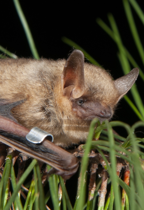 A fluffy bat perches between the needles of an evergreen branch. On its left wing it has a metal band.