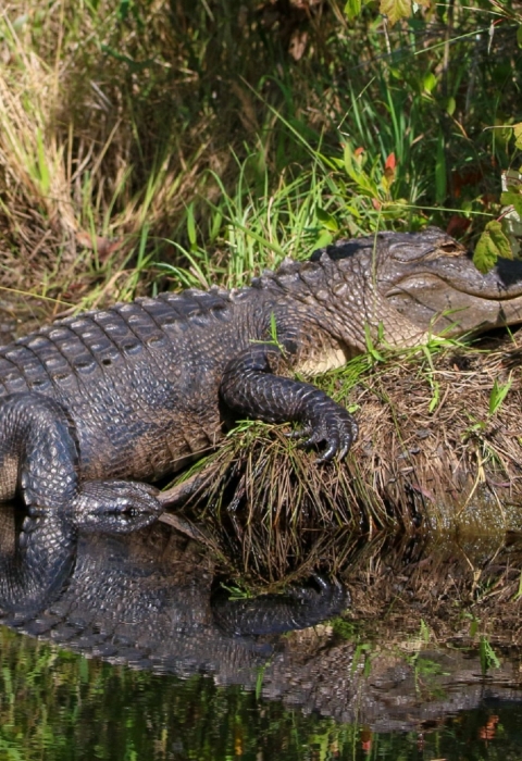 Alligator resting on he bank of canal with reflection