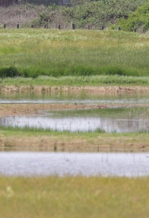 pools of water interspersed through a grassy field