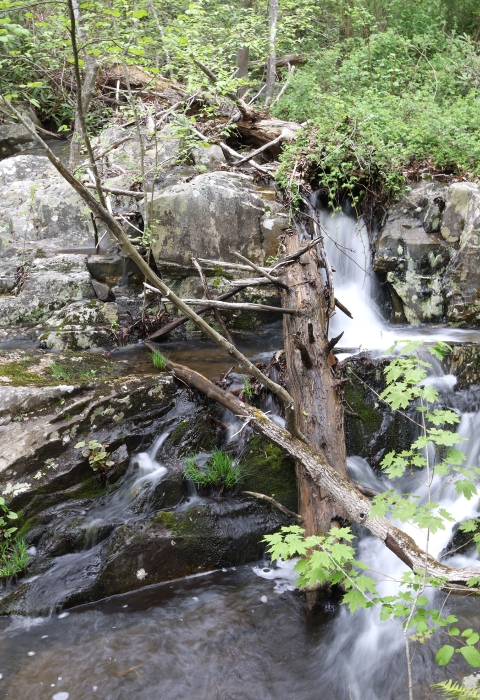Clean water rushes around rocks and fallen trees as it flows down a rocky hill through a forest in New Jersey. 
