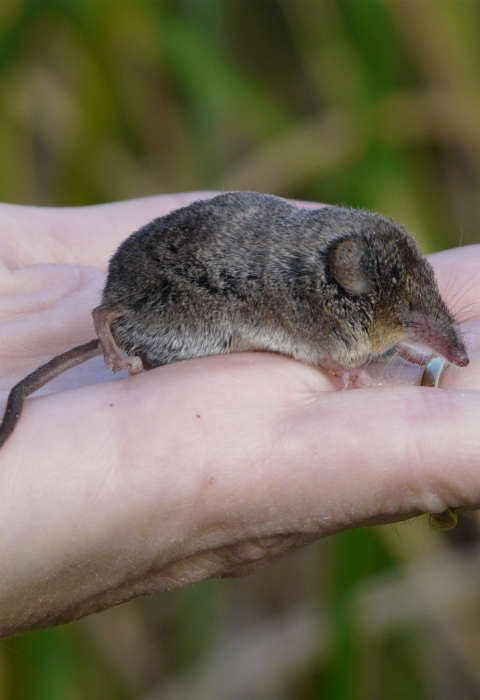a shrew on a person's open hand