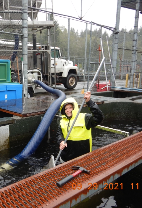 Jane Lemieux crowding juvenile steelhead to a fish transfer pump hose.