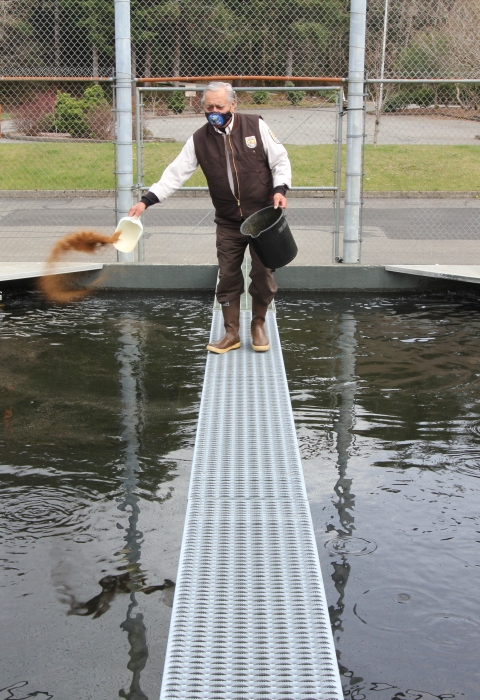 Quinault National Fish Hatchery fish culturist, Ed Lemieux, feeding salmon.