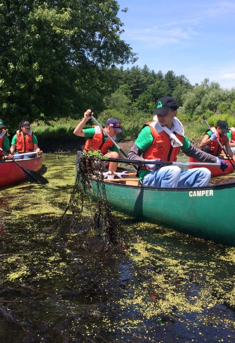 people in canoes removing vegetation from the water on a sunny day