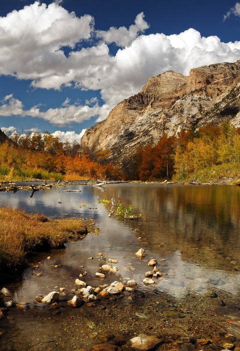 fall foliage in a mountain canyon with a stream in the middle of the canyon.