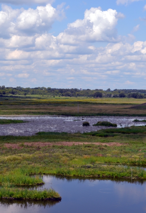 Wetlands under a blue sky with clouds
