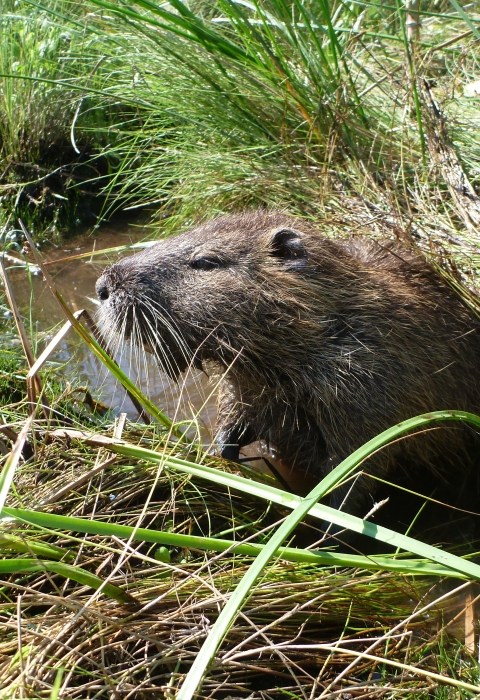 whiskered nutria rodent peers out from marsh grass