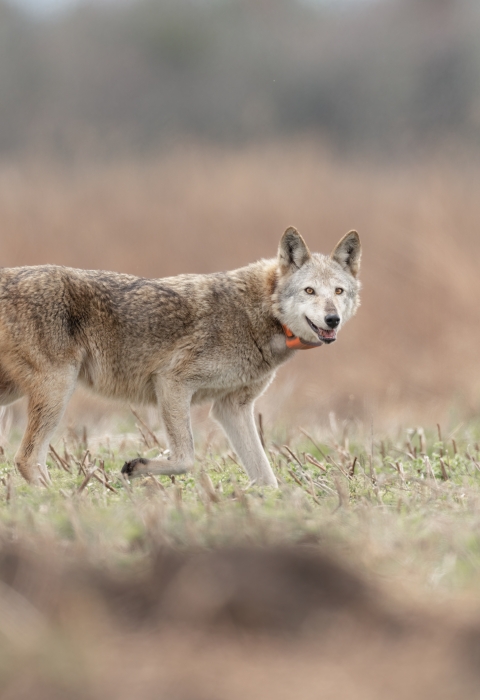 old female red wolf crossing a field