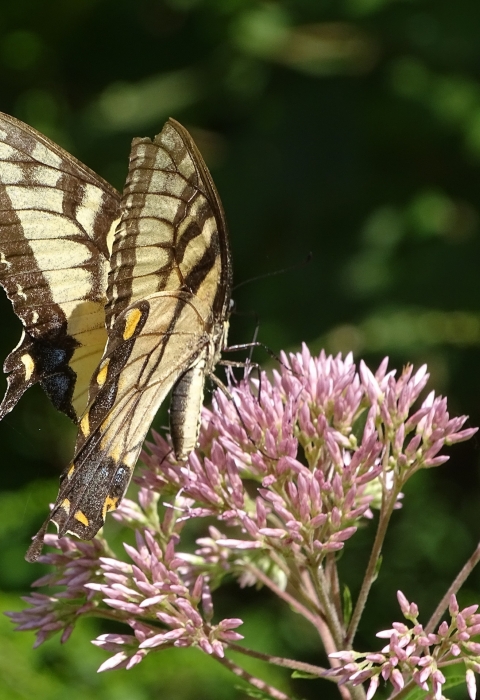 Black and yellow swallowtail butterfly resting on pink wildflower