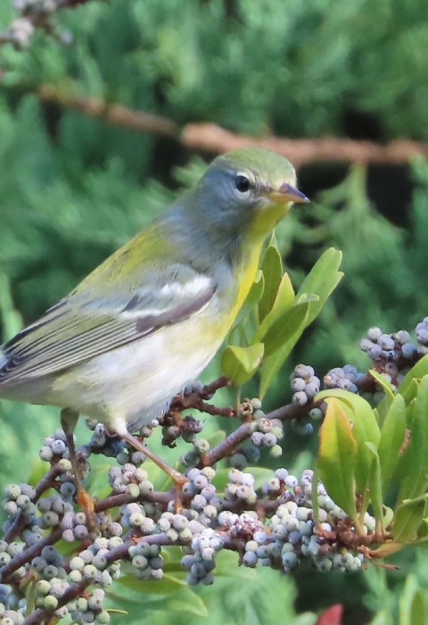 small warbler, gray, yellow & white standing on branch