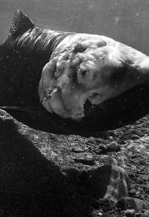 a salmon suspended in clear water with a moldy head