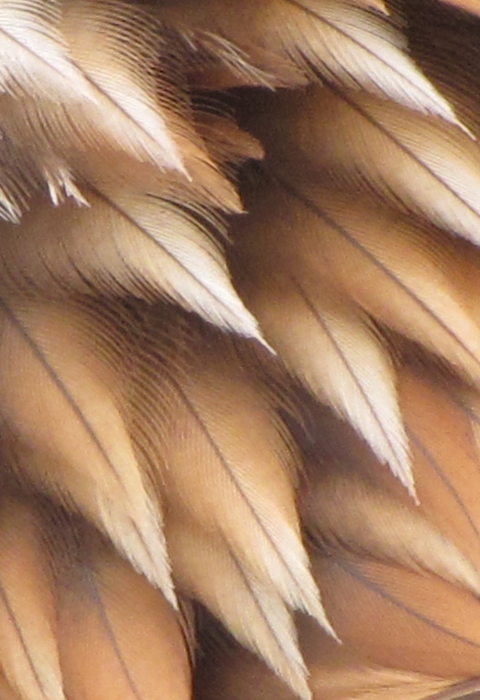 Close up of a Golden Eagle's feather