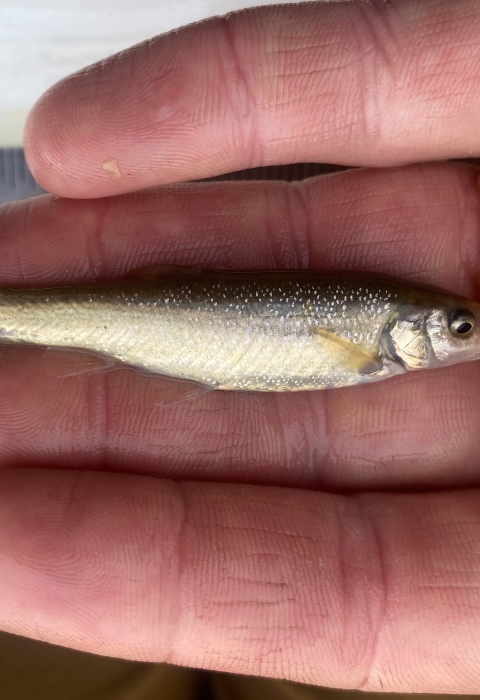 A hand holding a small fish the size of the pointer finger