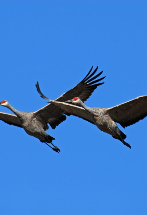 Two large gray birds with red heads and wings outstretched in flight against a blue sky