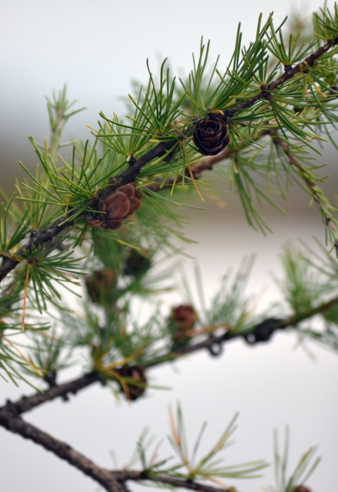 Close up of a tamarack branch with needles and cones