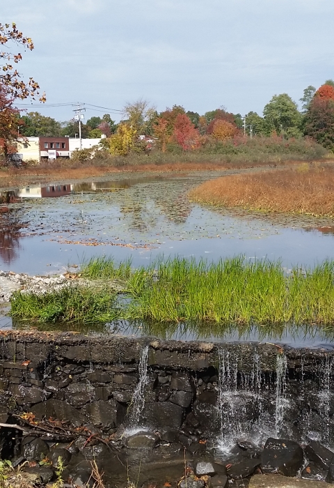 dam in stages of removal, the pond shrinks back to river and vegetation begins to fill in the water