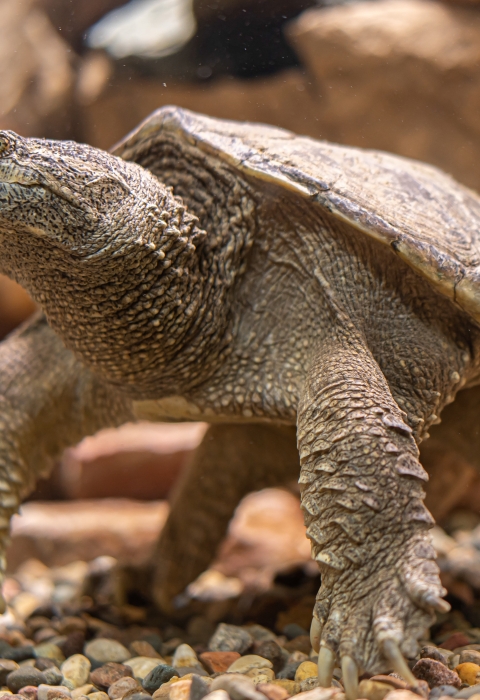 A head on view of a snapping turtle in an aquarium 