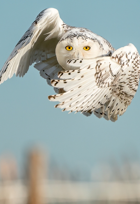 Image of a snowy owl in flight