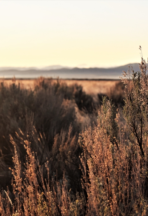 morning sun hits sagebrush with hills in the distance