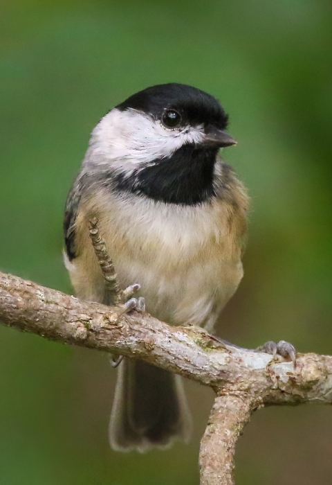 Small black and white bird on a branch