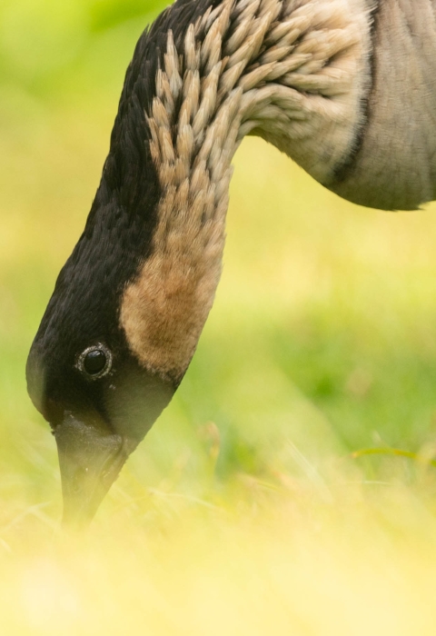 A close up of a Hawaiian goose eating grass. It has a black face with a white ring around its black eye. It's long neck is curved bending down to eat the grass. 