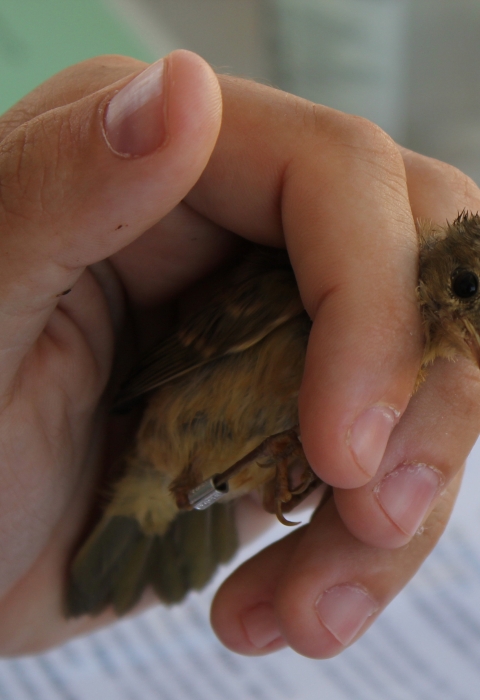 Hand holding a small yellow bird with a leg band