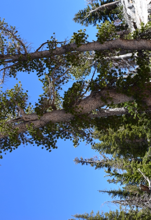 Large whitebark pine tree