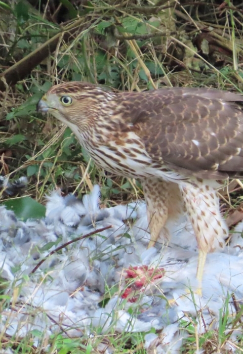 Brown & white raptor stands above a white bird meal with basically only feathers remaining