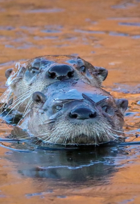 The heads of two brown river otters are seen swimming in golden-sunlit water