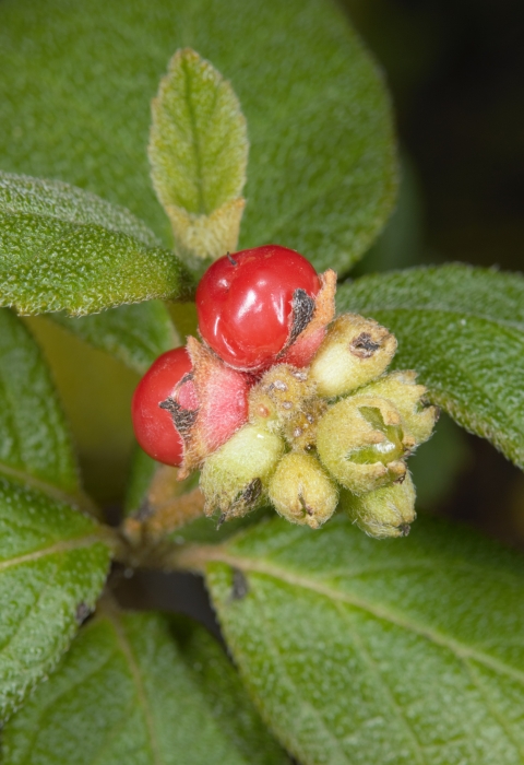 green plant with white flowers and red fruit